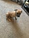 Elo Puppies for sale in Jackson, MS, USA. price: NA