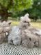 English Angora Rabbits for sale in Branchburg, NJ, USA. price: NA