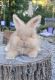 English Angora Rabbits for sale in Pound Ridge, NY 10576, USA. price: $175
