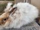 English Angora Rabbits for sale in Holley, NY 14470, USA. price: $40