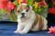 English Bulldog Puppies for sale in Tampa, FL 33610, USA. price: $720