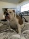 English Bulldog Puppies for sale in Grants Pass, OR, USA. price: $1,800
