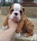 English Bulldog Puppies for sale in Eagle Mountain, UT 84005, USA. price: $850