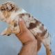 English Bulldog Puppies for sale in Riverside, CA, USA. price: NA