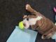 English Bulldog Puppies for sale in La Verkin, UT, USA. price: NA
