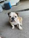 English Bulldog Puppies for sale in Midland-Odessa, TX 79706, USA. price: NA