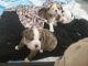 English Bulldog Puppies for sale in Sandy, OR, USA. price: $1,300