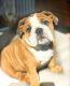 English Bulldog Puppies for sale in Utah County, UT, USA. price: $500