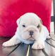 English Bulldog Puppies for sale in Lithia, FL, USA. price: $3,000