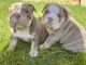 English Bulldog Puppies for sale in ON-401, Lakeshore, ON, Canada. price: $850