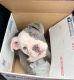 English Bulldog Puppies for sale in Tampa, FL, USA. price: $2,500