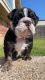 English Bulldog- Black Trindle Female Puppy