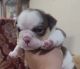 English Bulldog Puppies for sale in San Francisco Bay Area, CA, USA. price: $4,500