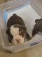English Bulldog Puppies for sale in San Francisco Bay Area, CA, USA. price: $5,000