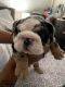 English Bulldog Puppies for sale in San Diego, CA, USA. price: $3,500