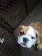 Kc English Bulldog puppies for sale