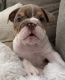 English Bulldog Puppies for sale in Sacramento, CA 95835, USA. price: $2,500