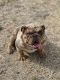 English Bulldog Puppies for sale in Salt Lake City, UT, USA. price: $5,000