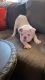 English Bulldog Puppies for sale in San Diego, CA, USA. price: $2,800