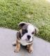 English Bulldog Puppies for sale in Wichita, KS, USA. price: $3,000