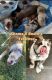 English Bulldog Puppies for sale in Riverside, CA 92503, USA. price: NA