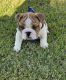English Bulldog Puppies for sale in Arizona Mills S, Tempe, AZ 85283, USA. price: NA