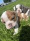 English Bulldog Puppies for sale in West Jordan, UT, USA. price: $2,000