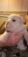 English Bulldog Puppies for sale in Panama City Beach, FL, USA. price: NA