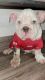 English Bulldog Puppies for sale in Riverside-San Bernardino-Ontario, CA, CA, USA. price: $4,000