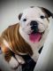 English Bulldog Puppies for sale in Hutchinson, KS, USA. price: $3,500