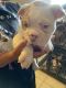 English Bulldog Puppies for sale in San Diego, CA, USA. price: $1,000