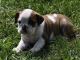 English Bulldog Puppies for sale in Sandy, UT, USA. price: $650