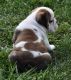 English Bulldog Puppies for sale in Salt Lake City, UT, USA. price: $650