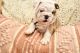 English Bulldog Puppies for sale in Kearney, NE, USA. price: $650