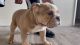 English Bulldog Puppies for sale in Sacramento, CA 95829, USA. price: $2,500
