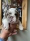 English Bulldog Puppies for sale in Paynesville, MN 56362, USA. price: NA