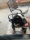 English Bulldog Puppies for sale in Lancaster, CA, USA. price: NA