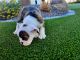 English Bulldog Puppies for sale in Phoenix, AZ 85024, USA. price: NA
