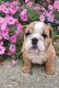 English Bulldog Puppies for sale in Odon, IN 47562, USA. price: NA