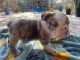 English Bulldog Puppies for sale in Aransas Pass, TX, USA. price: NA