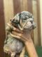 English Bulldog Puppies for sale in Carson, CA, USA. price: NA