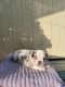 English Bulldog Puppies for sale in Garden Grove, CA, USA. price: NA
