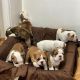 English Bulldog Puppies for sale in Chicago, IL, USA. price: $700