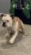English Bulldog Puppies for sale in Brandywine, MD 20613, USA. price: $1,500