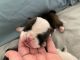 English Bulldog Puppies for sale in Spanish Fork, UT 84660, USA. price: $2,700