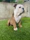 English Bulldog Puppies for sale in San Diego, CA, USA. price: $2,500