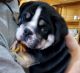 English Bulldog Puppies for sale in Gainesville, FL, USA. price: $2,500