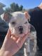 English Bulldog Puppies for sale in San Diego, CA, USA. price: $5,000