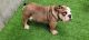 English Bulldog Puppies for sale in San Diego, CA, USA. price: $900