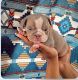 English Bulldog Puppies for sale in Owings Mills, MD, USA. price: $5,000